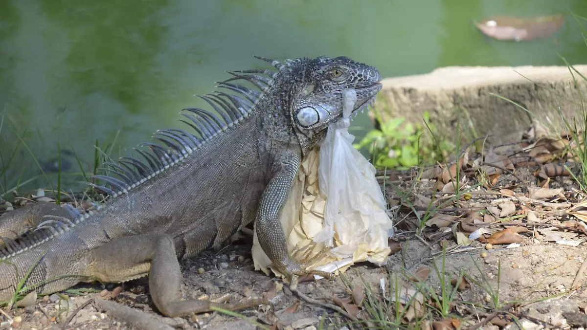 ANIMALES COMEN ASTA BASURA EN LA SLAGUNAS DEL ILUCIONES-JCH (8)